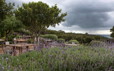 Wall Mural - Waiheke Island Auckland New Zealand Mudbrick vineyard. Lavender in front.