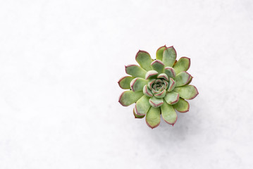 Wall Mural - Tiny succulent plants on a background