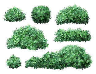 realistic garden shrub. nature green seasonal bush, boxwood, floral branches and leaves, tree crown 