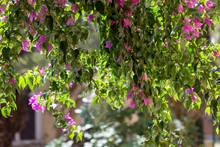 Beautiful Floral Background. Long Bougainvillea Twigs With Vivid Pink Flowers And Green Leaves.