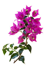 Wall Mural - Beautiful bougainvillea flowers on a twig with green leaves. Isolated on white background.