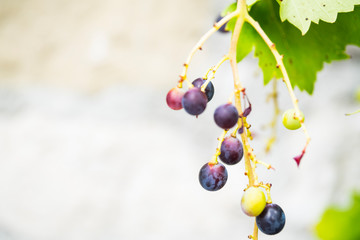 Blue grapes hanging on twig. White background, copy space