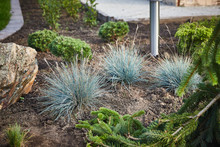 The Fescue Blue (gray) (Festuca Cinerea) Grows In The Garden. Landscape Design
