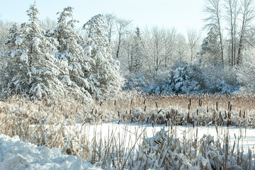 A snowcovered landscape of trees, pine trees, and a wetland.