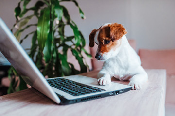 cute jack russell dog working on laptop at home. Technology concept