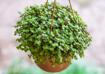 beautiful home flower callisia repens. small green juicy petals