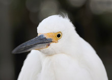 Snowy Egret (Egretta Thula) Head And Shoulders Close Up.