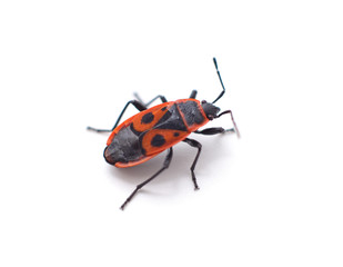one red beetle.