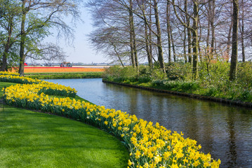 blooming flowers in the largest Keukenhof park in the Netherland