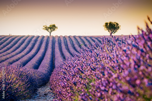 Beautiful blooming lavender field in Valensole, France Wallpaper Mural