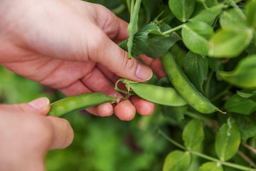 Gardening and agriculture concept. Female farm worker hand harvesting green fresh ripe organic peas on branch in garden. Vegan vegetarian home grown food production. Woman picking pea pods.