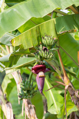 Wall Mural - Focus a banana bud on tree with green grass  field background. Asian super fruit.  Tropical fruits. image for background, wallpaper and copy space.Tree banana.Raw banana on tree.