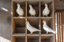 Lots Of White Pigeons In Wooden Dovecot.