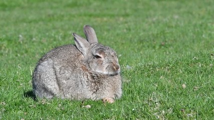 Wall Mural - European rabbit (Oryctolagus cuniculus) lying down and resting in meadow