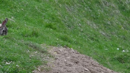 Wall Mural - European rabbit (Oryctolagus cuniculus) entering burrow