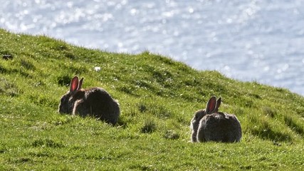 Wall Mural - Two European rabbits (Oryctolagus cuniculus) grazing grass in meadow on top of sea cliff and running away