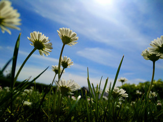 Titel: Dandalian flowers in the summer with blue skies