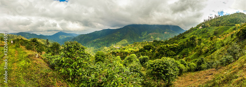 Photographie Blue mountains of Jamaica coffee growth place