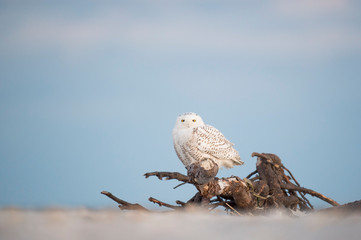 Wall Mural - A Snowy Owl perched on large driftwood on a sandy beach in the winter with a pastel blue dusk sky background.