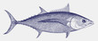 Albacore, longfin tuna thunnus alalunga, marine fish from Atlantic, Indian and Pacific Ocean