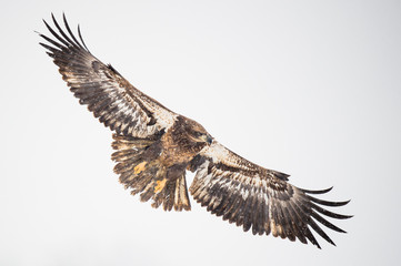 a juvenile bald eagle flies over an open field in the falling snow on a cold winter day.