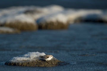 Wall Mural - a sanderling stands on a snowy and icy rock with icy water slush around it on a bright sunny winter 