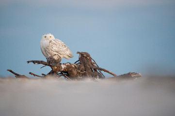 Wall Mural - a snowy owl perched on large driftwood on a sandy beach in the winter with a pastel blue dusk sky ba