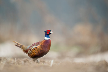 a ring-necked pheasant walks in an open field in soft overcast light on a winter day.