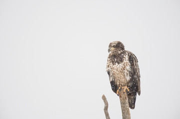 Wall Mural - a juvenile bald eagle perched on a dead branch in a light falling snow on a cold winter day.