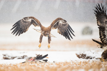 Wall Mural - a juvenile bald eagle flies in a light snowfall on a cold winter day in an open field with carcasses