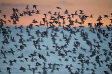 A Flock Of Dunline Flies In Front Of The Sunrise Sky And Ocean.