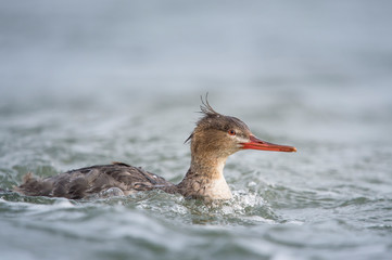 Wall Mural - A female Red-breasted Merganser swims in clear cold water on an overcast day.