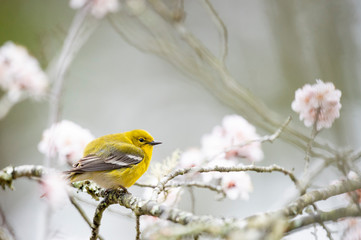 Wall Mural - Bright yellow Pine Warbler perched in a flowering tree in spring in sotf overcast light.