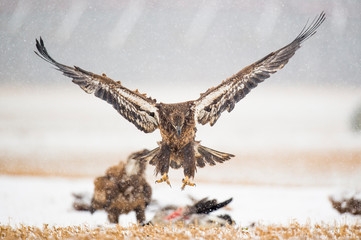 Wall Mural - a juvenile bald eagle flies in a light snowfall on a cold winter day in an open field with carcasses