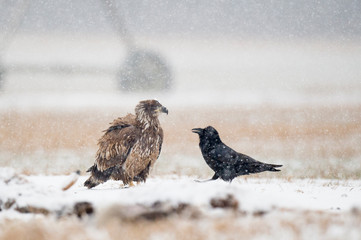 Wall Mural - a juvenile bald eagle sitting on the ground in an open field with a common raven in a light snow on 