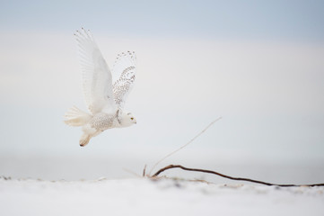Wall Mural - a snowy owl flies over a sandy beach in soft overcast light on a cold winter day.