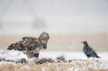 Wall Mural - a juvenile bald eagle sitting on the ground in an open field with a common raven in a light snow on 