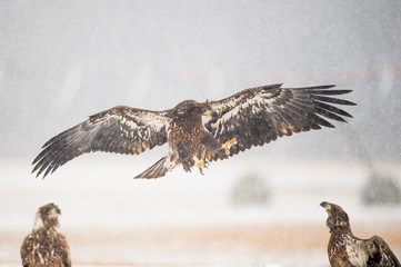 Wall Mural - a juvenile bald eagles flies in with its talons out to attack other eagles in the snow on a winter d