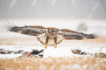 Wall Mural - a juvenile bald eagle flying in the snow along the ground in an open field on a cold winter day.