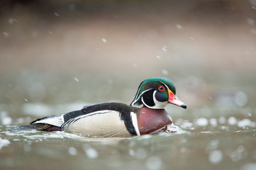 Canvas Print - A male Wood Duck swims in the water on a light snowing day in soft overcast light.