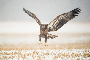 Wall Mural - a juvenile bald eagle flying in the snow in an open field on a cold winter day.