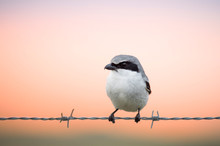 A Close-up Loggerhead Shrike Perched On Barbed Wire In Front Of A Soft Colored Orange And Pink Sunset Sky.