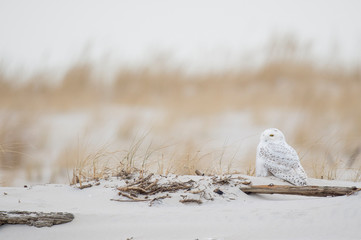 Wall Mural - a snowy owl sitting on the sandy beach with brown dune grass on an overcast cold winter day.
