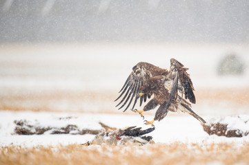 Wall Mural - a juvenile bald eagle flies in a light snowfall on a cold winter day in an open field with carcasses