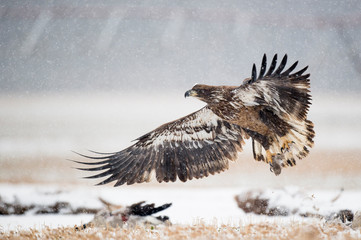 Wall Mural - a juvenile bald eagle flying in the snow in an open field with a carcass on the ground.
