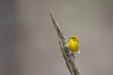 Canvas Print - A bright yellow Pine Warbler perched in a branch with a smooth background in soft overcast light.