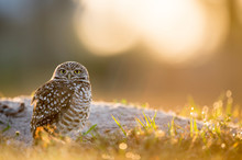 A Florida Burrowing Owl Close-up Portrait Glowing In Soft Morning Sunlight With A Smooth Green Background.