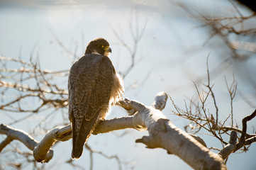 Wall Mural - A Peregrine Falcon perched on a branch with a white background and glowing in the bright sunlight.