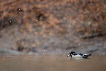 Poster - A male Wood Duck swims in the water on a light snowing day in soft overcast light.