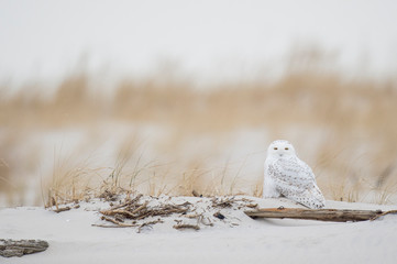 Wall Mural - a snowy owl sitting on the sandy beach with brown dune grass on an overcast cold winter day.